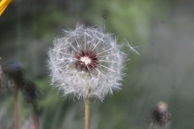 Close-up of dandelion against blurred background