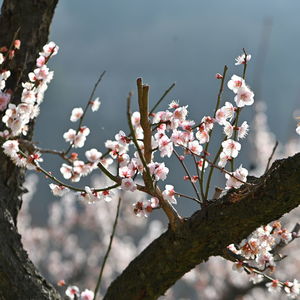 Close-up of cherry blossoms in spring