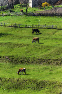 View of a horse on field