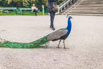 Peacock standing on field