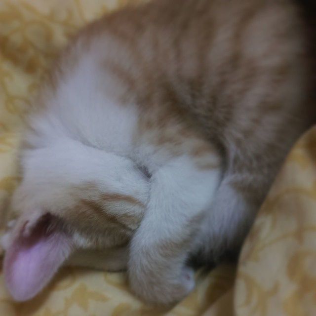 animal themes, one animal, domestic cat, pets, domestic animals, mammal, cat, feline, indoors, whisker, relaxation, sleeping, close-up, resting, animal head, lying down, selective focus, home interior, eyes closed, focus on foreground