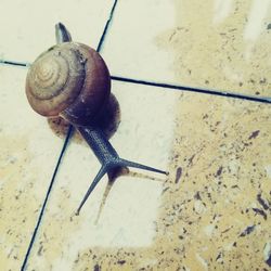 High angle view of snail