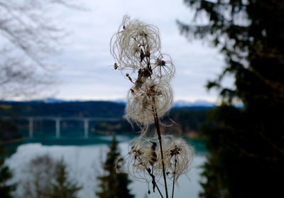 Close-up of plant against sky