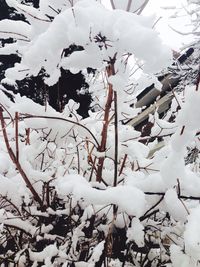 Snow covered trees