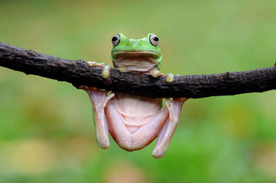 Close-up of lizard on tree