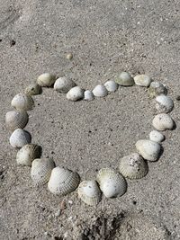 High angle view of shells on sand