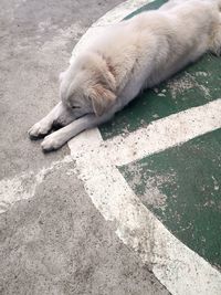 High angle view of dog sleeping