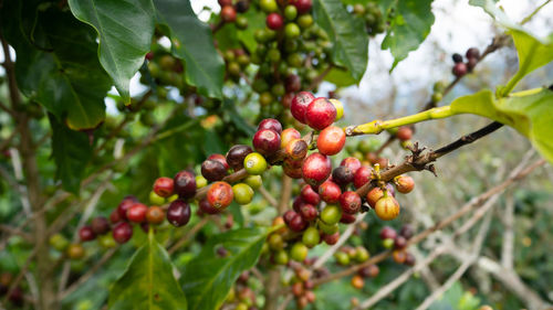 Close-up of red berries growing on tree