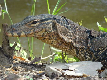 Close up of asian water monitor,varanus salvator