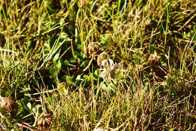 Plants growing on grassy field