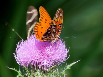 Close-up of butterfly pollinating on flower