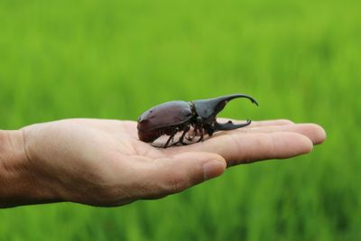 Cropped image of hand holding insect