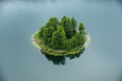 High angle view of fresh green plants in lake