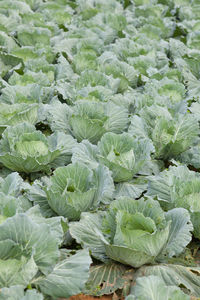 Close-up of fresh green leaves in farm