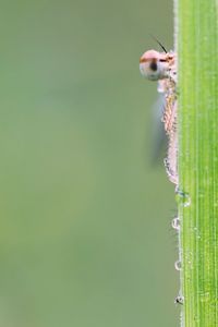 Insect on wet blade of grass