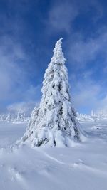 Frozen tree