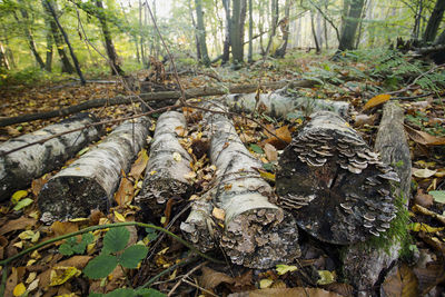 Trees in forest