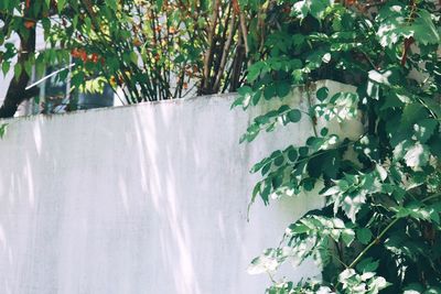 Close-up of flowering plants against wall in yard