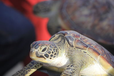 Close-up of a turtle