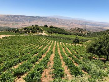 Vineyard in qanafar, bekaa valley