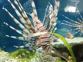 Close-up of fish swimming in sea