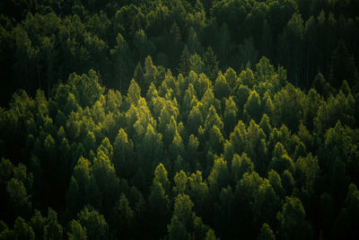 A beautiful view from the above to the forest in summer morning. aero photography of the wild woods.