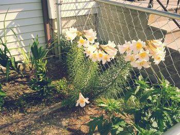 Close-up of yellow flowers on plant