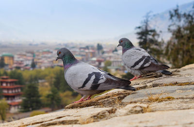 Pigeons perching on retaining wall