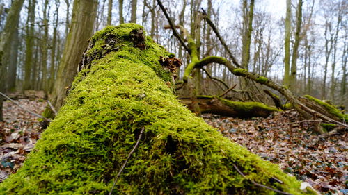 Close-up of moss on tree trunk