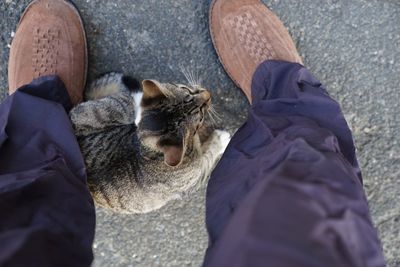 Low section of man with cat