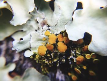 Close-up of white flower