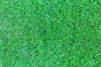 Full frame shot of grass on field