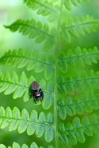 Close-up of spider on leaf