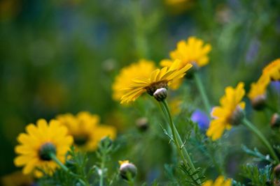Close-up of insect on yellow flowering plant