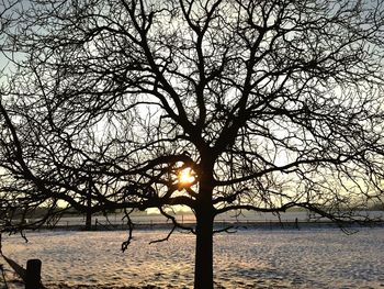 Bare trees by lake at sunset