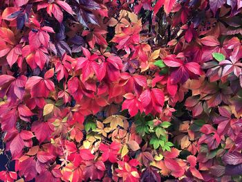 Close-up of pink maple leaves