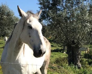 Close-up of horse standing on tree