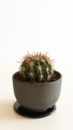 Close-up of potted cactus plant against white background