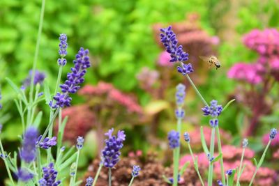 Close-up of purple flowers growing on field