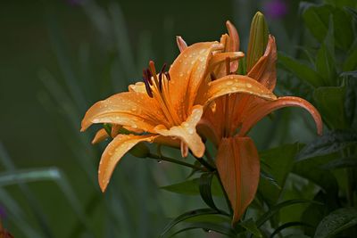 Close-up of raindrops on orange day lily