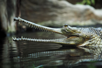 Close-up of crocodile in lake