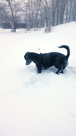 Dog on snow field during winter