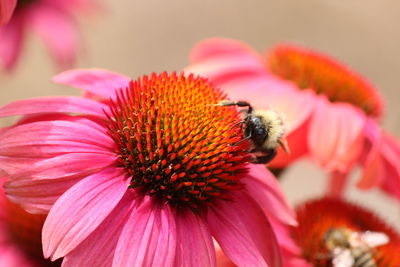 Close-up of bee pollinating on pink flower