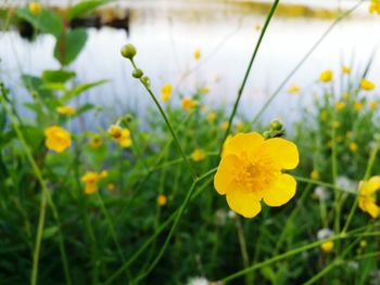 Close-up of yellow flower against calm lake
