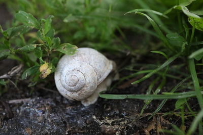 snail