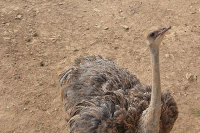 High angle view of an ostrich 