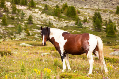 Close-up of a herd of brown and white horses on a green meadow