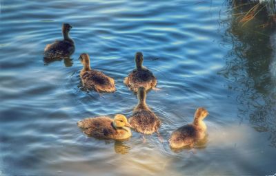 High angle view of ducks swimming in lake