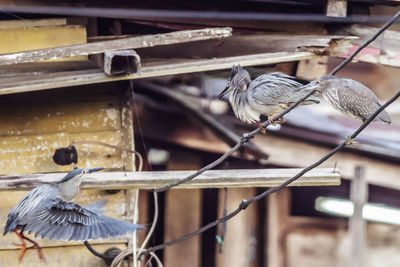 Birds perching on metal