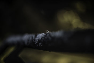 Close-up of lizard on snow